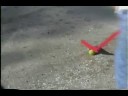 SWC video vault #1 SWC video vault #1