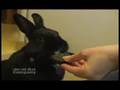 Housetrained Polish Rabbit