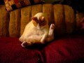 Ozzy the Cat Lifts His Flab for Cleaning