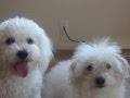 Napo and Musey