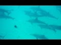 R�sum� de notre voyage � Maurice et Rodrigues. Juste avant notre d�part: nage avec les dauphins