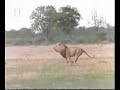 Awesome Footage of Lion Attacking Hyenas!