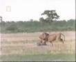 Awesome Footage of Lion Attacking Hyenas!