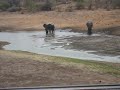 Elephants cooling down and washing in the water Elephants cooling down and washing in the water