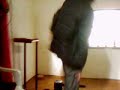 Heniu Paker Jastrowie Superstar Heniu Paker Jastrowie Superstar