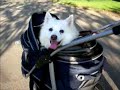 Lilly strolling through the park one day...