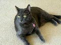 My Russian Blue, Zowie, Just Looking Cute My Russian Blue, Zowie, Just Looking Cute