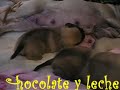 Los bebes empiezan a jugar