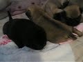 Los bebes empiezan a jugar