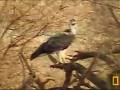 Juvenile Martial Eagle - Highlights