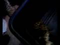 videos de FEMALE TIGER RETIC VID 6