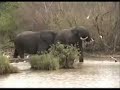Elephants In Ghana