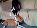 Basenji video