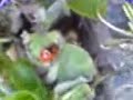 2 Ladybugs making love