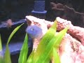 Lake Malawi African Cichlids Tank