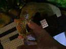 my leopard geckos and tanks update