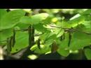2008.05.18.AIZU.KATSURA