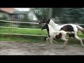 Rare Smoky Black Tobiano Warmblood filly Rare Smoky Black Tobiano Warmblood filly