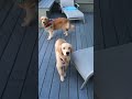 Click here to watch this video Gold Glove Huxley: Golden Retriever Puppy plays catch and grabs it on the fly!