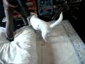Kishu