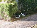 Albatross Courtship Dance Albatross Courtship Dance