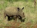 rhino waking after being tranquillized
