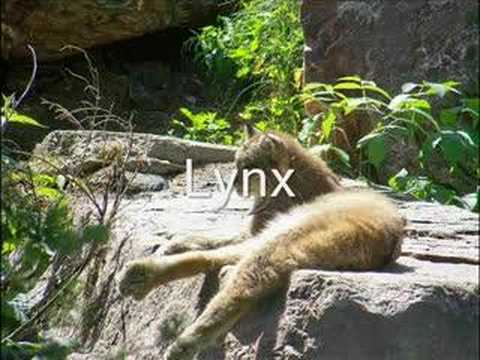 zoo saint felicien
