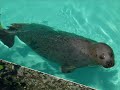 zoo saint felicien