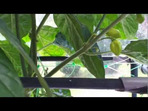 how to grow scotch bonnet
