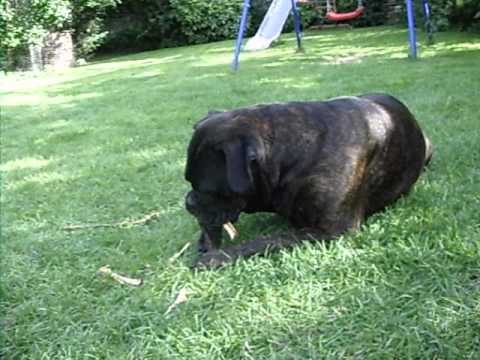 Deutsche Boxer