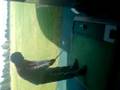 attempting golf (harley)