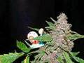 Dokkie knows homegrow 420clip