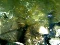 videos de Dham2288 fantastic fishing trip 2009 3/4
