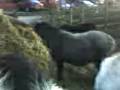 Ponies competing for food
