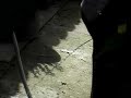 Man Urinating in Yard