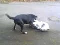 Playful Jack Russell Pt.2
