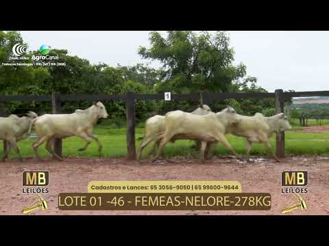 536� LEIL�O VIRTUAL MB LEIL�ES