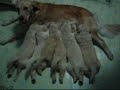Dan Dan & Her Golden Retriever Pups