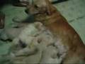 Golden Retriever video
