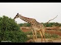 Lake Manyara Nationalpark - Tanzania (HD) - YouTube