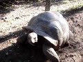 Big Turtle from Zanzibar 2 - feeding