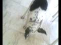 videos de c duDez
