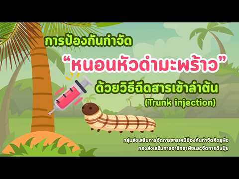 การป้องกันกำจัดหนอนหัวดำมะพร้าว ด้วยวิธีฉีดสารเข้าลำต้น