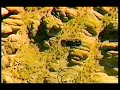 Original Corrado advert