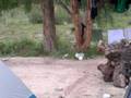 videos de Pájaro loco que se mira al espejo en Purmamarca