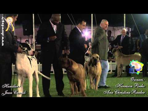 fila brasileiro