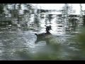 Pre Rut Swamp Bucks September 30 ONLY on HawgNSonsTV