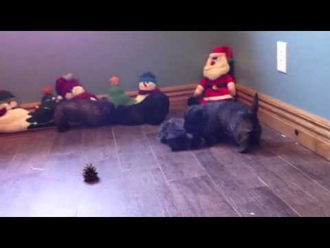 Cairn puppies playing