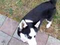 Kaiser at 5 months