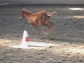 reining filly